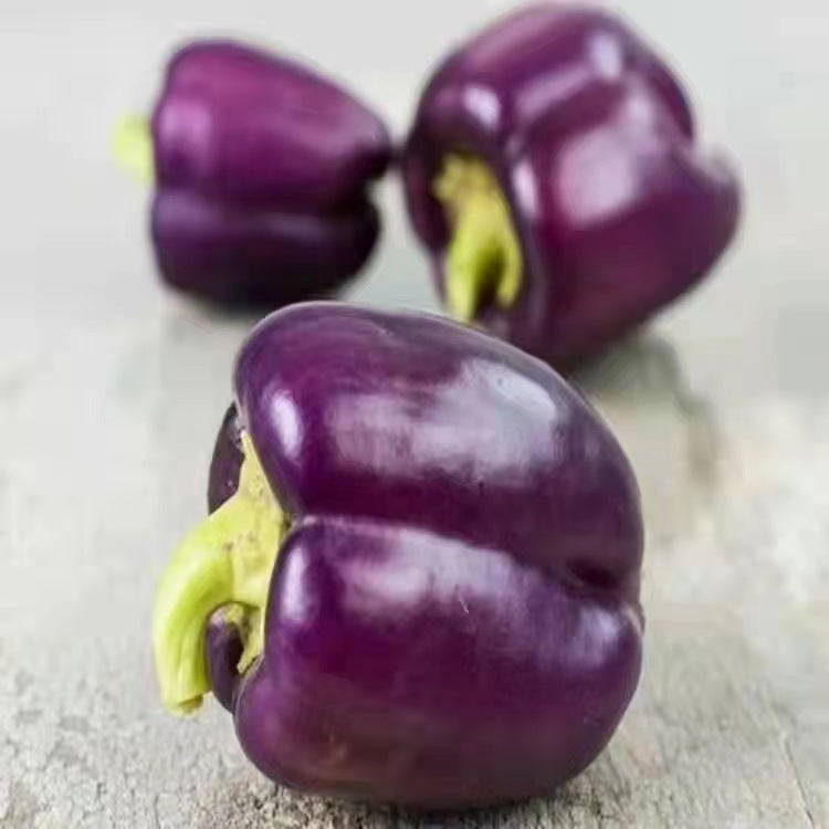 Purple Sweet Pepper Seeds Pimento Big Pepper High-yield Seeds