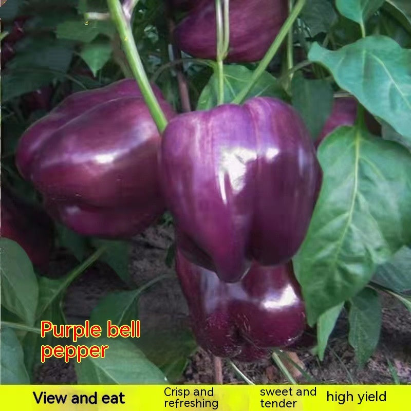 Purple Sweet Pepper Seeds Pimento Big Pepper High-yield Seeds
