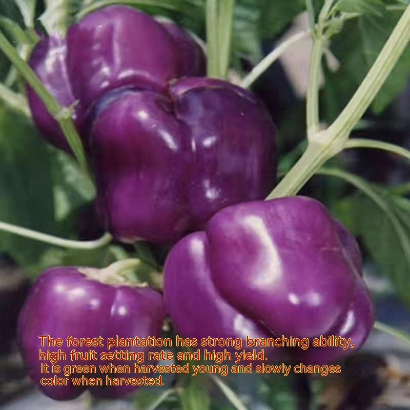 Purple Sweet Pepper Seeds Pimento Big Pepper High-yield Seeds
