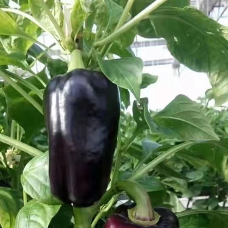 Purple Sweet Pepper Seeds Pimento Big Pepper High-yield Seeds